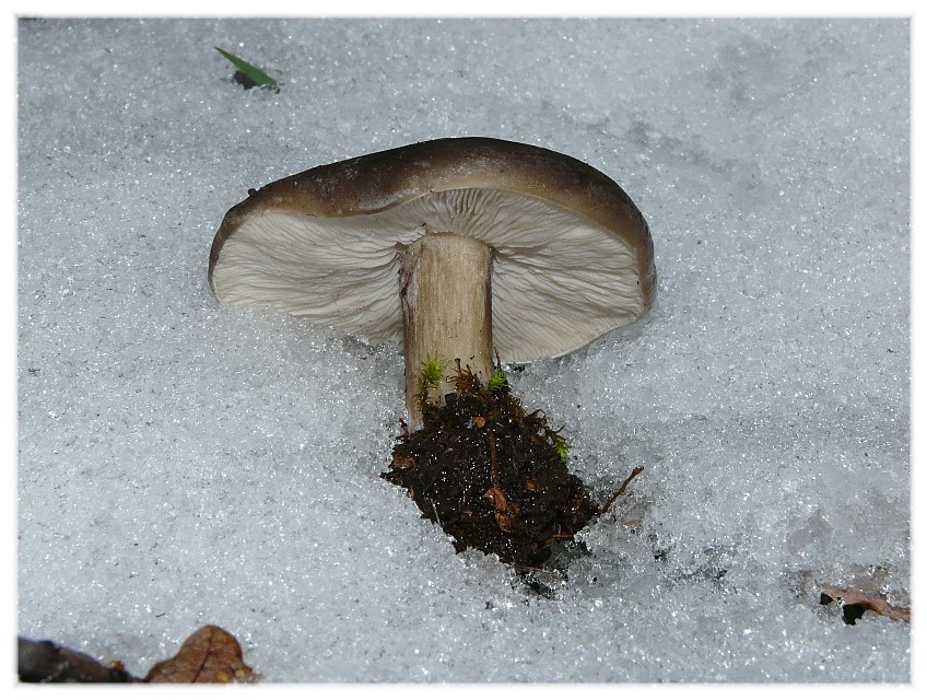 Da determinare (Melanoleuca sp.)